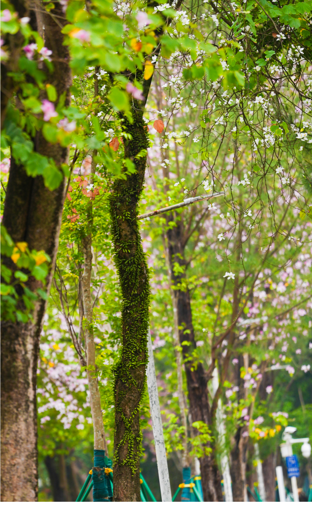 春暖花开,2025年春季学期开学了,校园美景三