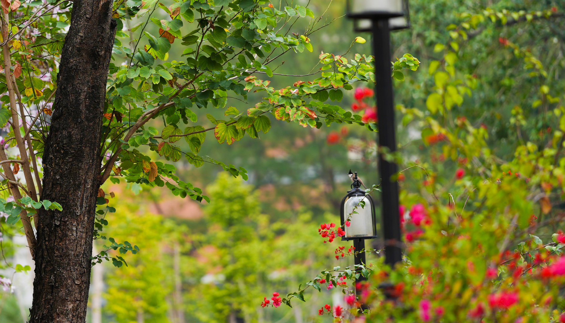 春暖花开,2025年春季学期开学了,校园美景四