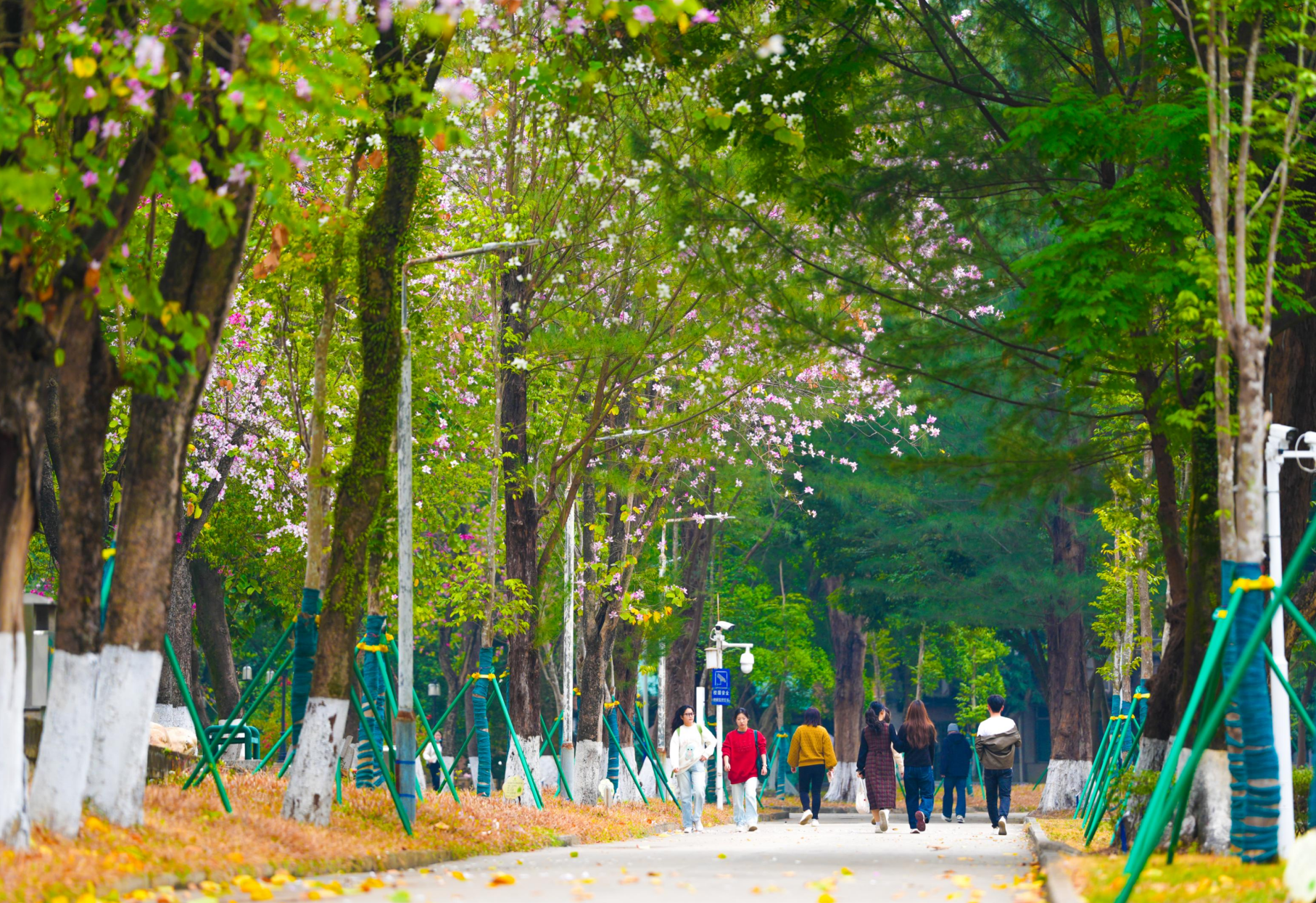 春暖花开,2025年春季学期开学了,校园美景二